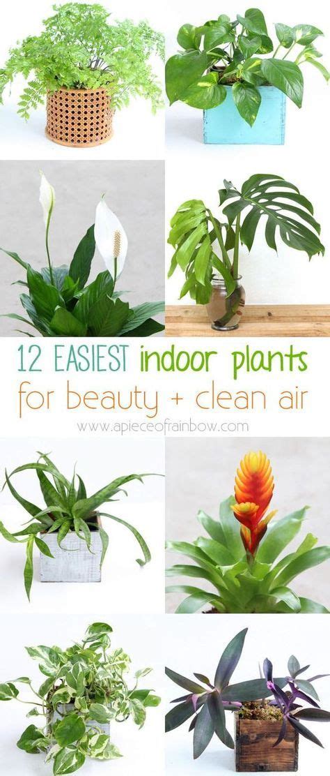 12 Best Air Purifying Indoor Plants You Wont Kill Easy Indoor