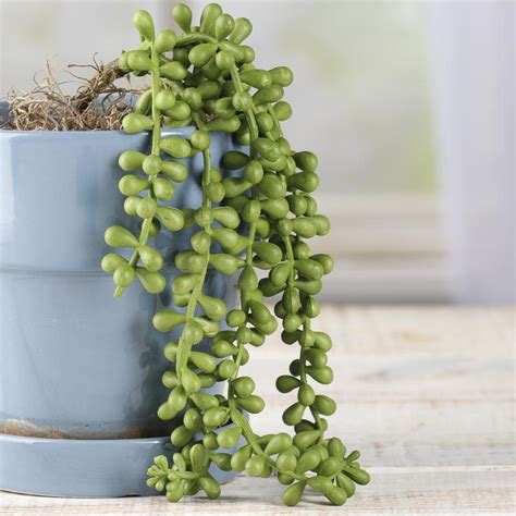 It produces magenta dime size flowers that close at night this trailing succulent plant would make a great gift for someone who loves the sea. Trailing Artificial Donkey Tail Succulent Pick ...