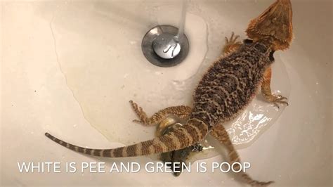 How To Get Your Bearded Dragon To Poop Youtube