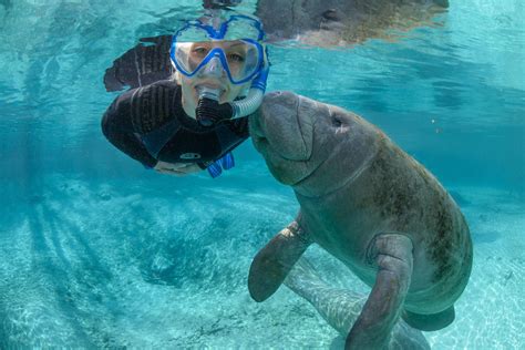 Where can I swim with manatees in Florida for free? 2