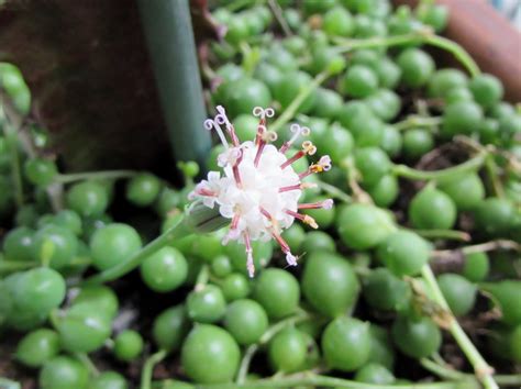 6 Best String Of Pearls Plant Caring Tips For 2020 Plants Spark Joy