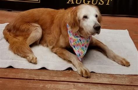 Meet August The Worlds Oldest Golden Retriever At 20 Years Old