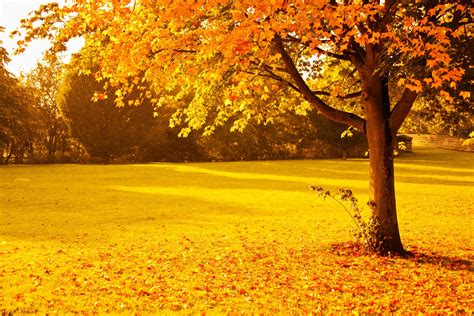 Wallpaper Sunlight Trees Lights Fall Leaves Sunset Nature Red