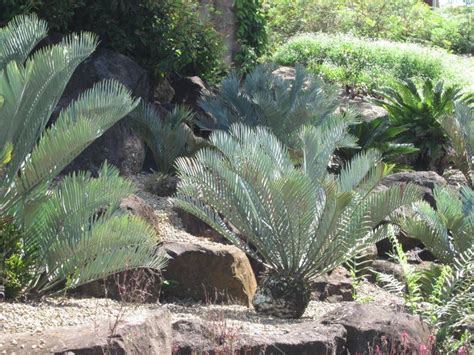 Although cactus are often covered in spikes, thorns and needles, don't let their appearance fool you. Cycads at Maleny Botanical Gardens | Botanical gardens ...