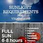 Vegetable Sun Requirements Chart