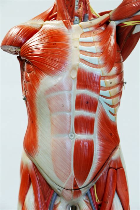 Anatomy torso with head,anatomy torso models,anatomy torso model labeled. Male Muscle Figure - HUMAN ANATOMY WEB SITE