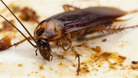 Cockroaches Evolve Closer To Invincibility Serious Threats To