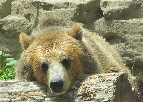 Bear Free Stock Photo Public Domain Pictures