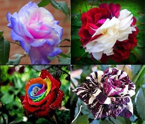 Jual Bibit Bunga Mawar Cantik Import 4 Seed 4 Jenis Varian Mawar Di