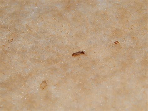 Um alle flöhe im bett loszuwerden, müssen bett und schlafzimmer gründlich gesäubert werden. Was ist das für ein Insekt (Larve) im Schlafzimmer auf ...