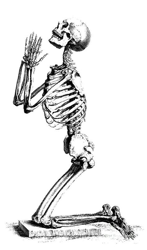 Maybe you would like to learn more about one of these? Praying Skeleton Drawing by William Cheselden