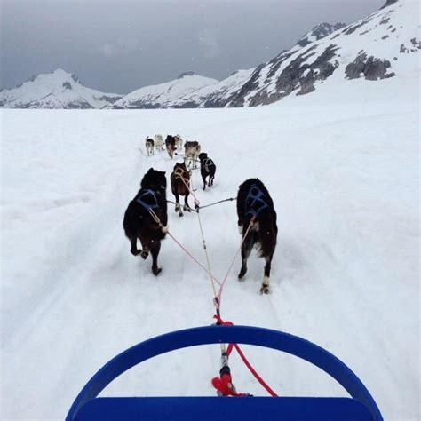 Disney Cruise Line Alaska Dog Sled Excursions Comparecontrast
