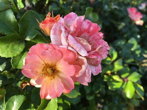 Then, at the end of that summer, builders arrived. Sick of Losing Soulmates | Flowers, Rose, Pictures