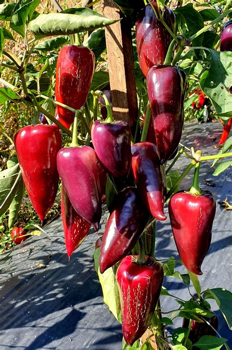 Black And Purple Peppers Gypsy Baron Sweet Pepper