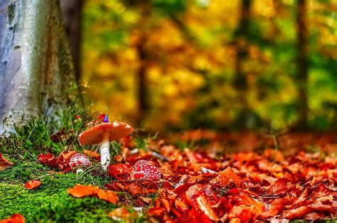 4k Autumn Mushrooms Wallpapers High Quality Download Free