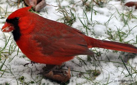Dsc0322 Northern Cardinal ~ Cardinalis Cardinalis ~ Cardi Flickr