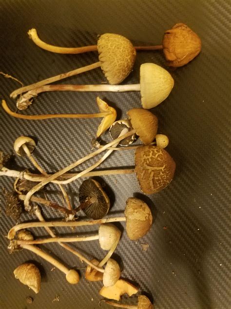 Can Anyone Help Me Identify These Mushrooms They Were Found On Horse