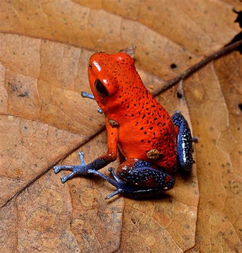 Five Exotic Species That Will Make You Want To Visit Costa Rica Proimagen