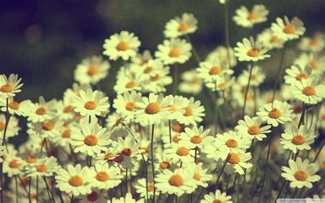 Daisy Aesthetic Wallpapers Wallpaper Cave