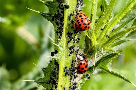Whats Eating Your Garden How To Identify Common Leaf Eating Pests