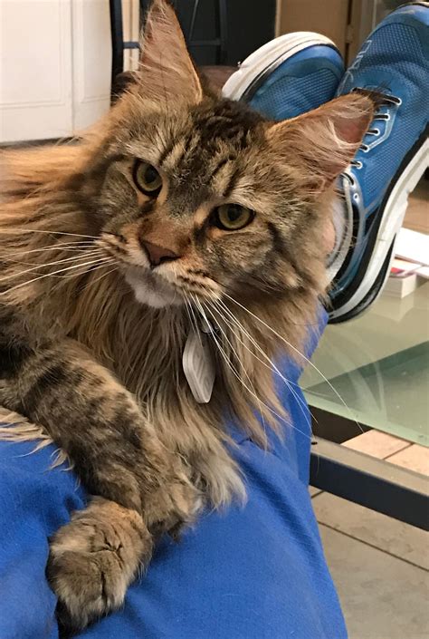 He loves his family but depending on the severity of the condition, weight loss, medication or surgery can help to relieve depending on what you are looking for, you may have to wait six months or more for the right kitten. Does anyone else have a Maine Coon that is a picky eater ...