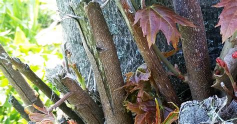 Are you searching for the perfect garden layout software? Tree & Shrub Suckers Treatment | Love The Garden