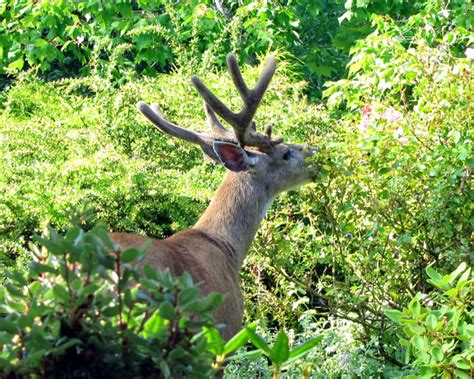 Deer populations and deer taste preferences are variable, and if you have large herds, you will more than likely experience deer damage. Impatiens & Downy Mildew - The Farm at Green Village