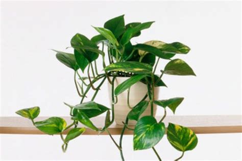Devils Ivy Epipremnum Easy To Grow Houseplants Decor Houseplants