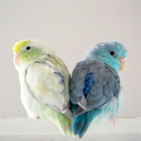 Aqua Turquoise Turquoise Peach Faced Lovebird Love Bird Mantap