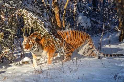 Siberian Tiger In Snow Jim Zuckerman Photography Photo Tours