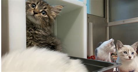 Free Kittens Cape Cod