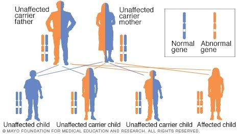 The y chromosome is a puny bit of dna that has only a few genes. Slide show: How genetic disorders are inherited - Mayo Clinic