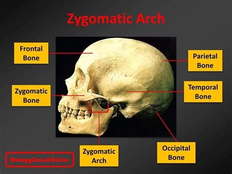 Last Weeks Mysteryanatomy Structure Was The Zygomatic Arch The