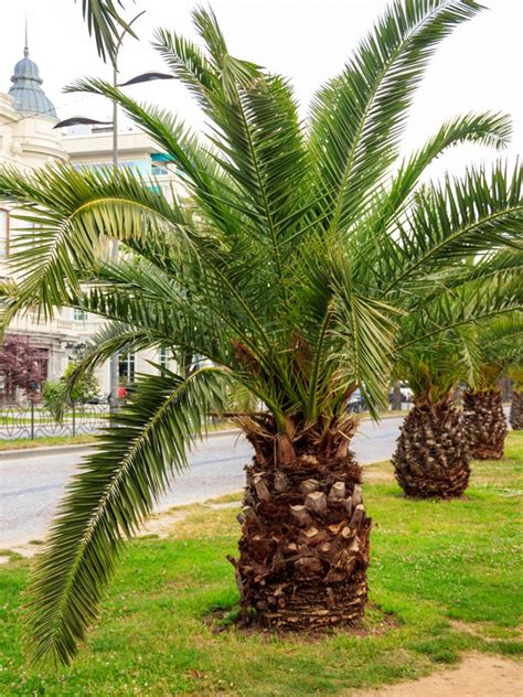 robellini palm tree growth rate - Bridgette Sheets