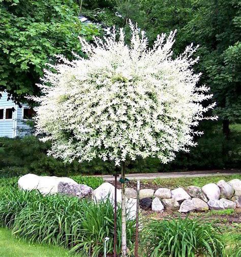 The small, pretty trees are ideal for growing in compact gardens or large containers. Image result for topiary tree garden | Blooming trees ...
