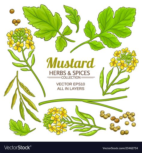Mustard Plant Elements Isolated Royalty Free Vector Image
