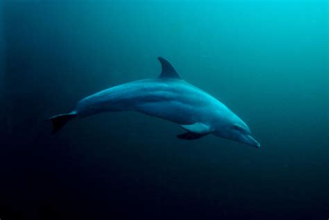 Bottlenose Dolphin Side View Underwater Bing Images Bottlenose