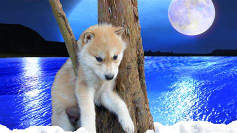 Looking for the best wallpapers? wallpaper proslut: HD Wolf Wallpapers