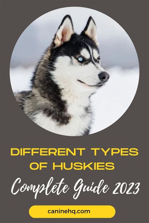 A Husky Dog With The Title Different Types Of Huskies Complete Guide