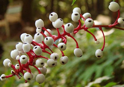 For this reason, it is not currently published online. Pictures of Berry Fruits | Incredible Snaps