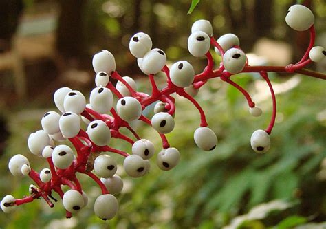 If you ever come near this tree, please beware of its toxic components. Pictures of Berry Fruits | Incredible Snaps