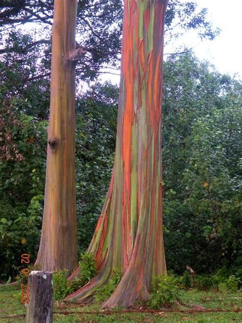 Rainbow Eucalyptus Tree Saw On The Road To Hana In Hawaii Rainbow