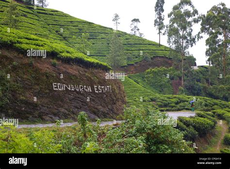 Edinburgh Tea Estate Near Nuwara Eliya Sri Lanka Asia Stock Photo Alamy