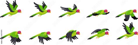 Vetor Do Stock Parrot Animation Animated Parrots Flight Flying Bird