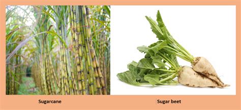Basic 10 Difference Between Sugarcane And Sugar Beets Basic