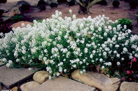 Striking White Annual Flowers Annual Flowers Plants Alyssum