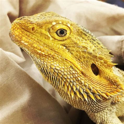 Kalisee - The Ark Animal Hospital, Palmerston, NT - Veterinarian | The