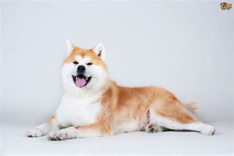 The Four Most Popular Japanese Dog Breeds Pets4homes