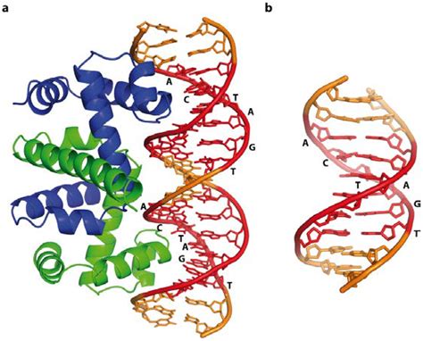 Ijms Free Full Text Making The Bend Dna Tertiary Structure And
