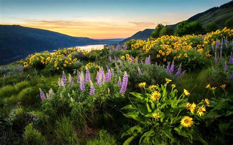 Wild Flowers And Blue Flowers On Sunflowers And Lupini Columbia River